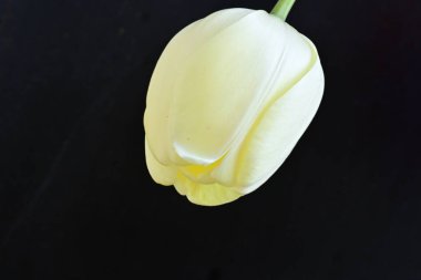 Sarı lale siyah arkaplanı kapat 