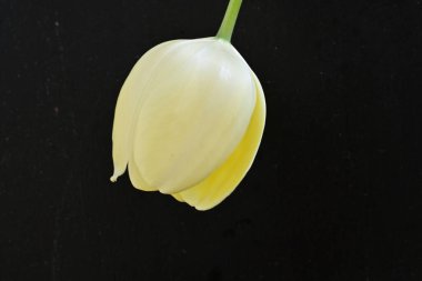 Sarı lale siyah arkaplanı kapat 