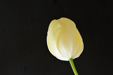 Sarı lale siyah arkaplanı kapat 