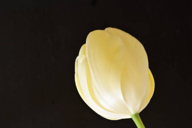 Sarı lale siyah arkaplanı kapat 