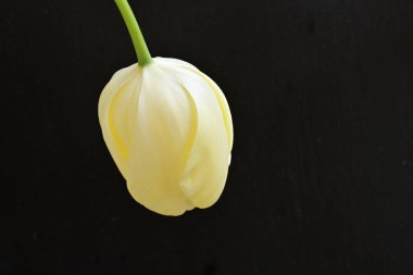 Sarı lale siyah arkaplanı kapat 