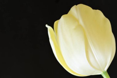 Sarı lale siyah arkaplanı kapat 