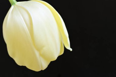 Sarı lale siyah arkaplanı kapat 