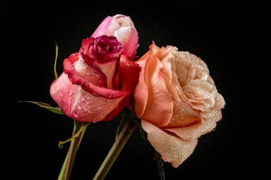 Güller ve lale çiçekleri kapanıyor siyah arkaplanda 