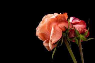 Koyu arkaplanda güzel güller, kapatın. 