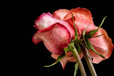 Koyu arkaplanda güzel güller, kapatın. 