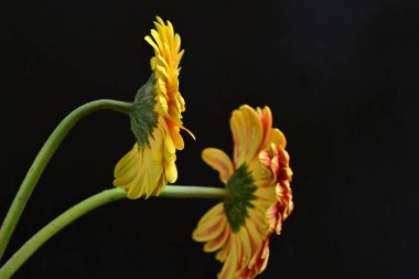 Siyah arka planda açan muhteşem Gerbera çiçeklerini kapatın. 