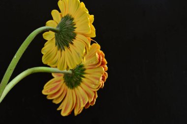 Siyah arka planda açan muhteşem Gerbera çiçeklerini kapatın. 