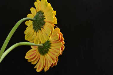 Siyah arka planda açan muhteşem Gerbera çiçeklerini kapatın. 