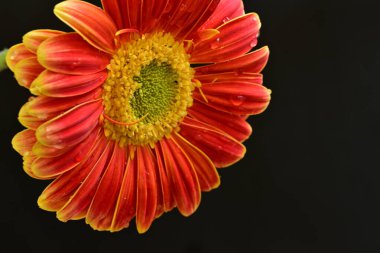 Siyah arka planda güzel Gerbera çiçeğini kapat. 