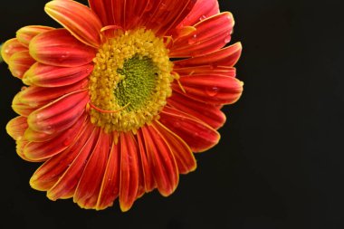 Siyah arka planda güzel Gerbera çiçeğini kapat. 