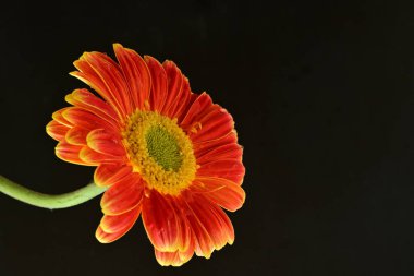 Siyah arka planda güzel Gerbera çiçeğini kapat. 