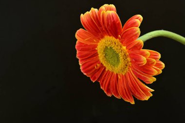 Siyah arka planda güzel Gerbera çiçeğini kapat. 