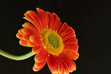 Siyah arka planda güzel Gerbera çiçeğini kapat. 