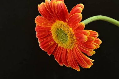 Siyah arka planda güzel Gerbera çiçeğini kapat. 
