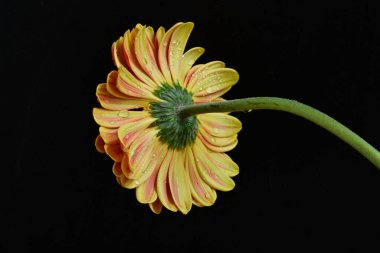 Siyah arka planda güzel Gerbera çiçeğini kapat. 