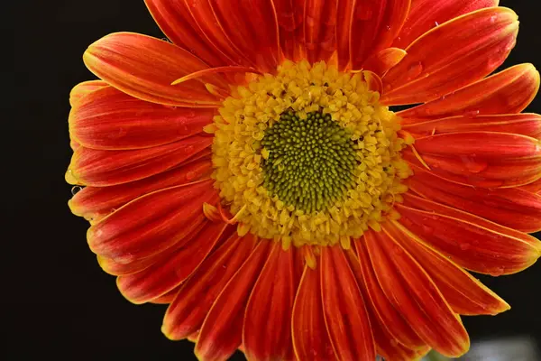 Siyah arka planda güzel Gerbera çiçeğini kapat. 