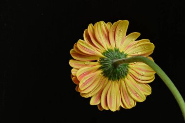 Siyah arka planda güzel Gerbera çiçeği 