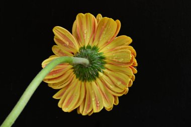 Siyah arka planda güzel Gerbera çiçeği 