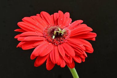 Siyah arka planda güzel Gerbera çiçeği 