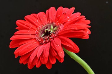Siyah arka planda güzel Gerbera çiçeği 