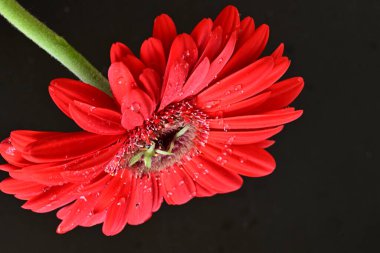 Siyah arka planda güzel Gerbera çiçeği 