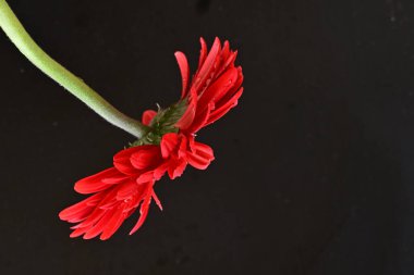 Siyah arka planda güzel Gerbera çiçeği 