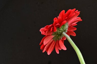 Siyah arka planda güzel Gerbera çiçeği 