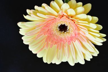 Siyah arka planda güzel Gerbera çiçeği 