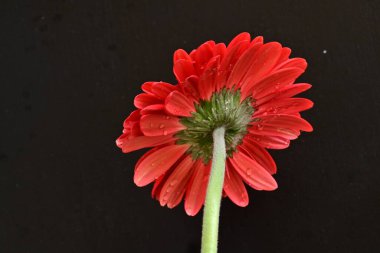 Siyah arka planda güzel Gerbera çiçeği 