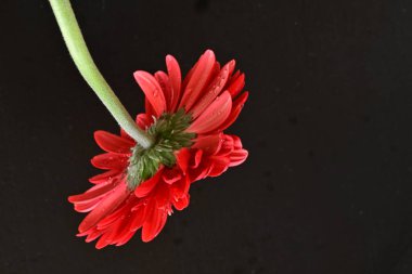 Siyah arka planda güzel Gerbera çiçeği 