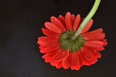 Siyah arka planda güzel Gerbera çiçeği 