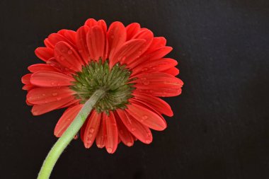 Siyah arka planda güzel Gerbera çiçeği 