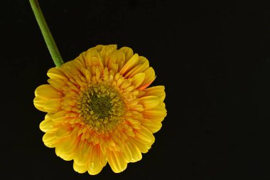 Siyah arka planda güzel Gerbera çiçeği 