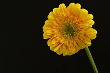 Siyah arka planda güzel Gerbera çiçeği 