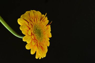 Siyah arka planda güzel Gerbera çiçeği 