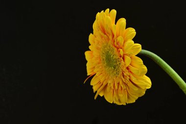 Siyah arka planda güzel Gerbera çiçeği 