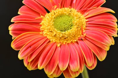 Siyah arka planda güzel Gerbera çiçeği 