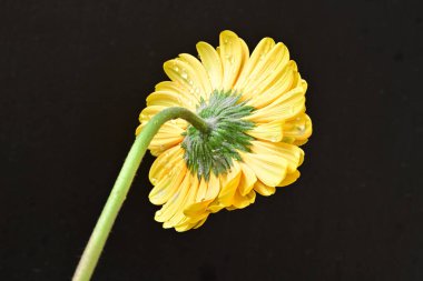 Siyah arka planda güzel Gerbera çiçeği 