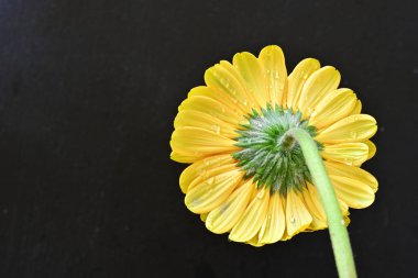 Siyah arka planda güzel Gerbera çiçeği 