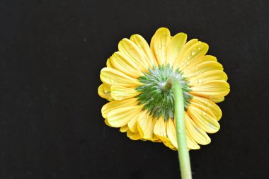 Siyah arka planda güzel Gerbera çiçeği 