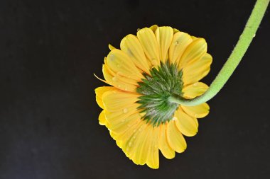 Siyah arka planda güzel Gerbera çiçeği 