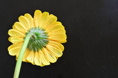 Siyah arka planda güzel Gerbera çiçeği 