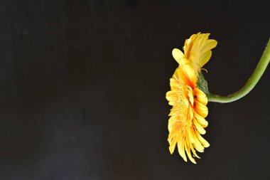 Siyah arka planda güzel Gerbera çiçeğini kapat. 