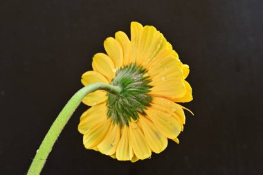 Siyah arka planda güzel Gerbera çiçeği 