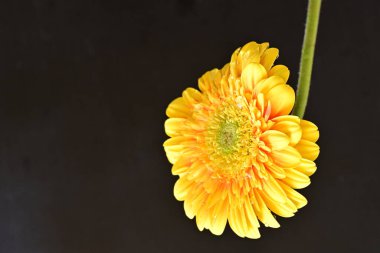 Siyah arka planda güzel Gerbera çiçeği 