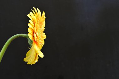 Siyah arka planda güzel Gerbera çiçeği 