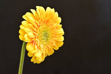 Siyah arka planda güzel Gerbera çiçeği 