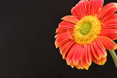 Siyah arka planda güzel Gerbera çiçeği 
