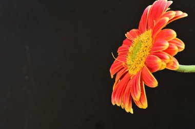 Siyah arka planda güzel Gerbera çiçeği 